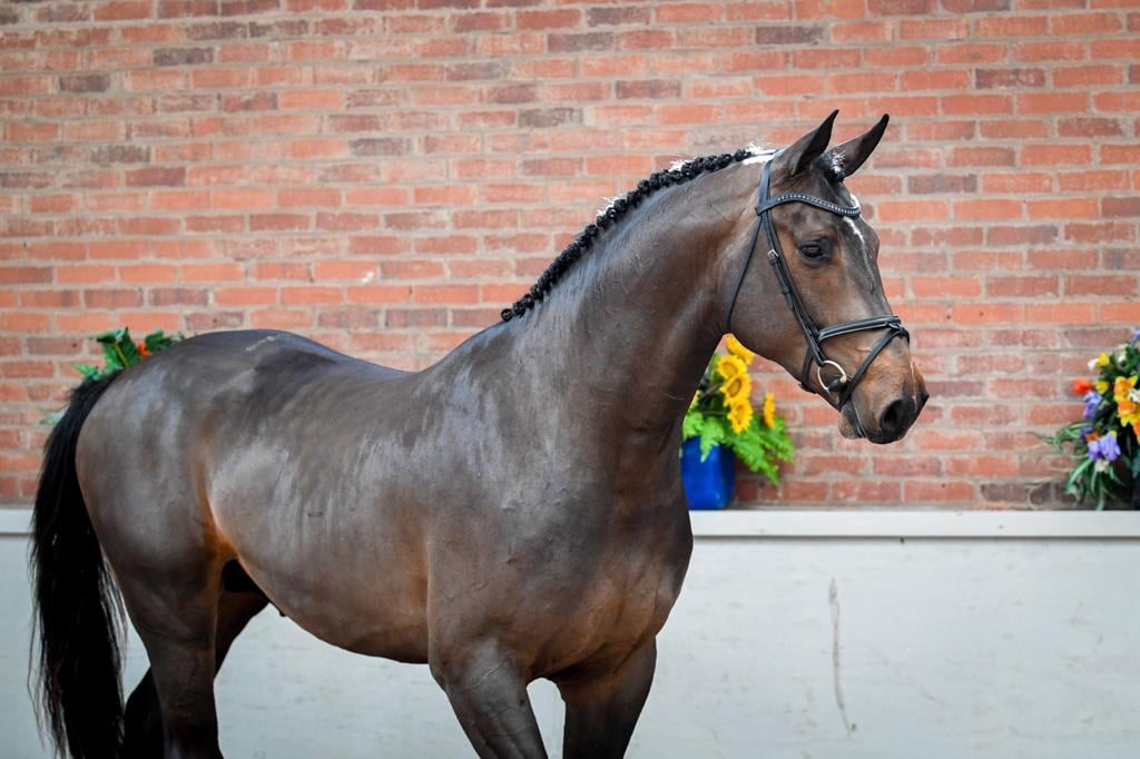 High Offley Legend - 4 Year Old Showjumping Horse